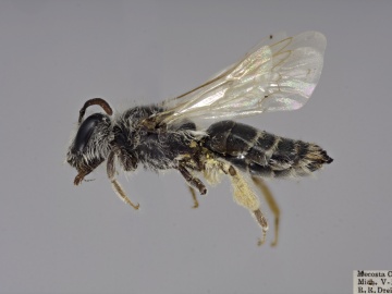 [Andrena illinoiensis female thumbnail]
